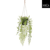 Adiantum Hanging In Pot Green - L47Xd20Cm